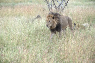 Kenya savanındaki aslan