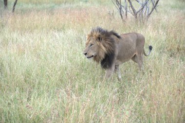 Afrika 'nın bozkırındaki aslan