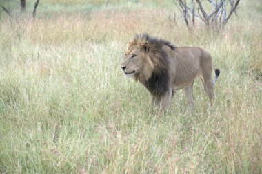 a closeup shot of a male lion in the grass under a cloudy sky in the daytime
