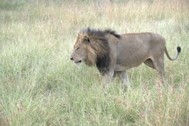 Kenya savanındaki aslan