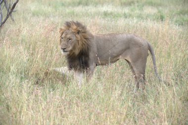 Kenya savanındaki aslan