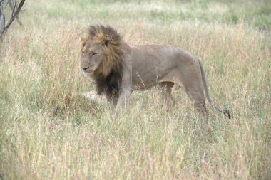 Aslan çimenlerde yürüyor.