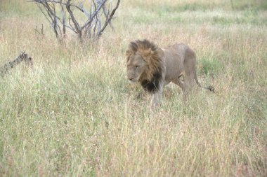Kenya bozkırında dişi aslan.