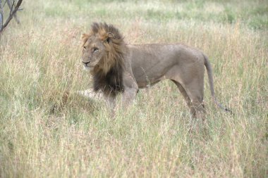 Kenya savanındaki aslan