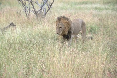 Kenya savanındaki aslan