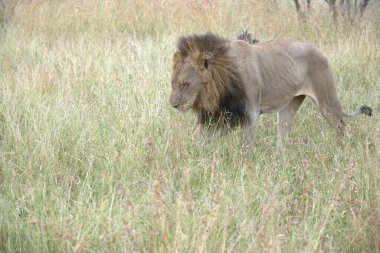 Afrika savanındaki aslan.