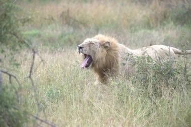 Kenya savanındaki aslan