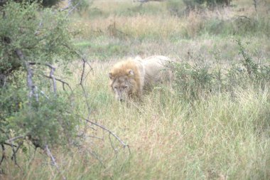 Kenya savanındaki aslan