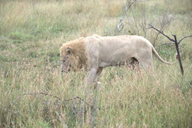 Savannah erkek aslan