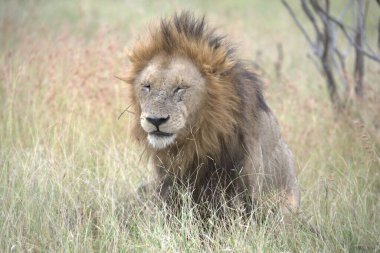 Çimlerde bir erkek aslan