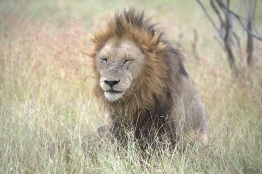 Serengeti Milli Parkı, Tanzanya 'daki aslan