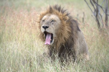 Kenya savanındaki aslan