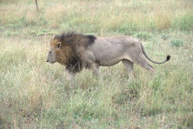 Kenya savanındaki aslan