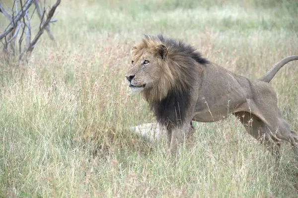 Savannah erkek aslan