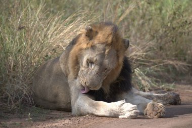 Erkek aslan kuma döşeme