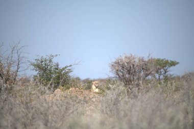 Ormanda güzel vahşi geyik