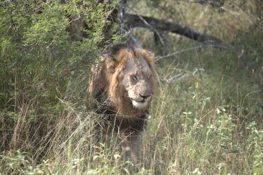 Erkek aslan çimlerde