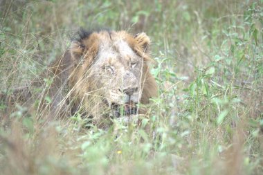 Kenya savanındaki aslan