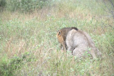 Kenya savanındaki aslan