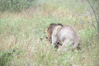 Kenya savanındaki aslanlar