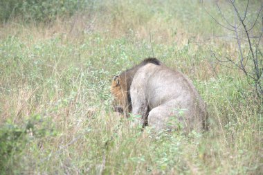 Kenya savanındaki aslan