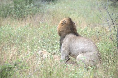 Kenya savanındaki aslan