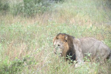 Afrika 'nın bozkırındaki aslan