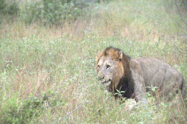 Kenya savanındaki aslan