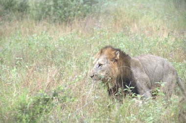 Savannah Kenya aslan