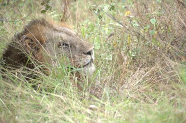 Savanadaki güzel bir Afrika aslanı.
