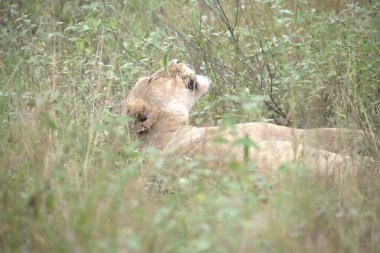 Kenya savanındaki aslan