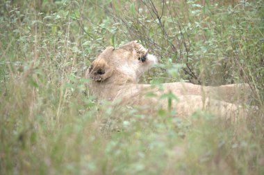 Parktaki çimlerin içinde güneş ışığı altında bir aslanın yakın çekimi.