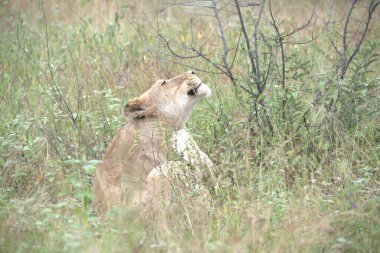 Kenya savanındaki aslan