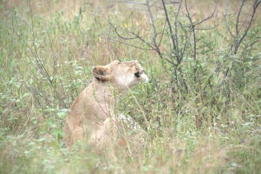 Aslan ın kruger national park, Güney Afrika
