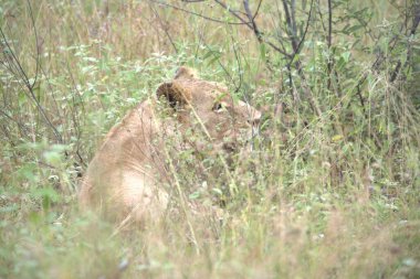 Afrika savanındaki aslan.
