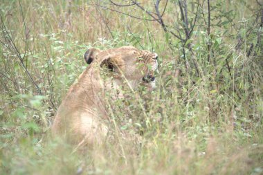 Kenya savanındaki aslan