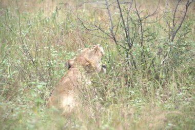 Kenya, Afrika 'da çimlerde bir aslan