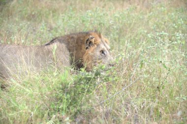 Çimlerdeki aslan, hayvan.