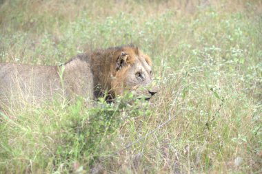Kenya savanındaki aslan