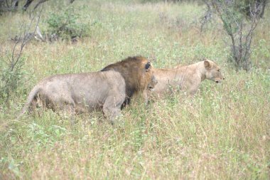Kuzey Afrika 'daki Kruger Ulusal Parkı' nda aslan var.