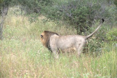 Aslan savanada yürüyor