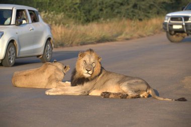 Aslan yavrusu ve annesi yolda.