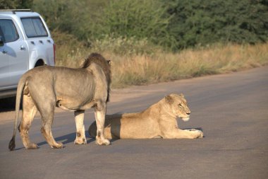 Savanadaki aslanlar, Kenya