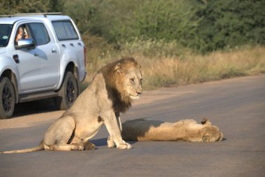 Güney Afrika 'daki Kruger Ulusal Parkı' ndaki aslanlar.