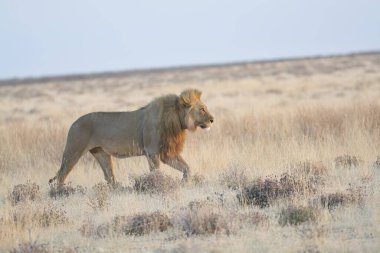 Kenya savanındaki aslan