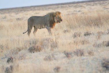 Vahşi erkek aslan çimenlerde yürüyor..