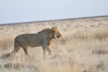 Kenya savanındaki aslan