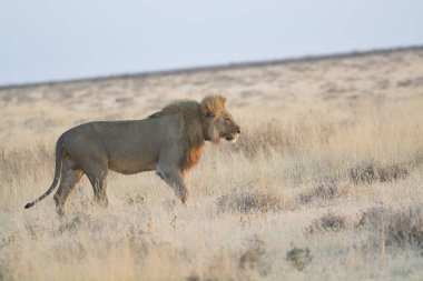 Savanadaki aslan erkek.