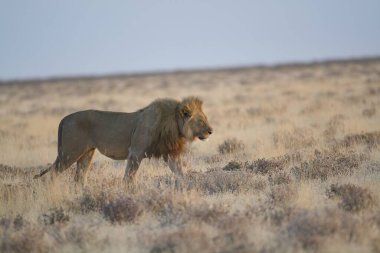 Etoşa Ulusal Parkı 'nda erkek aslan.