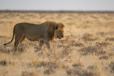 Kenya 'daki bozkırda yürüyen genç bir aslanın güzel bir fotoğrafı.